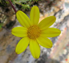 Osteospermum asperulum