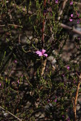 Acmadenia macropetala