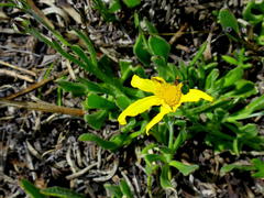 Osteospermum asperulum