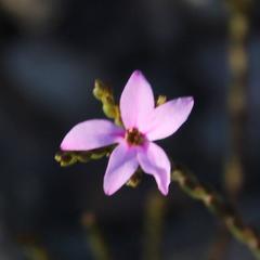 Acmadenia macropetala