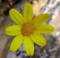 Osteospermum asperulum