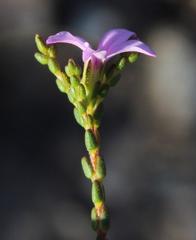 Acmadenia macropetala