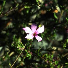 Acmadenia macropetala