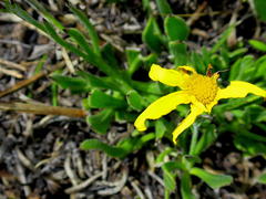 Osteospermum asperulum