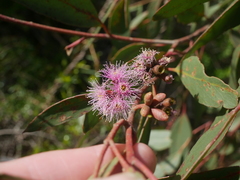 Eucalyptus albopurpurea