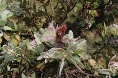 Protea subvestita