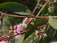 Eucalyptus albopurpurea