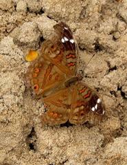 Junonia natalica natalica