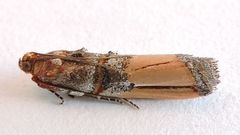 Dasypyga alternosquamella