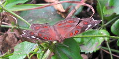 Junonia natalica natalica