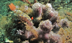 Hypselodoris roo