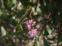 Eucalyptus albopurpurea
