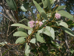 Eucalyptus albopurpurea