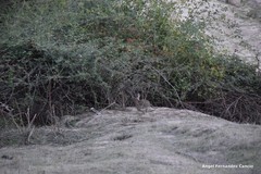 Oryctolagus cuniculus