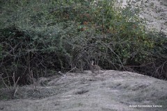 Oryctolagus cuniculus