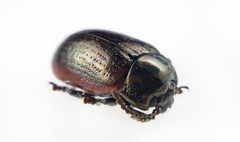 Chrysolina marginata