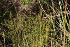 Agathosma foetidissima