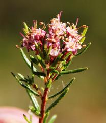 Agathosma foetidissima