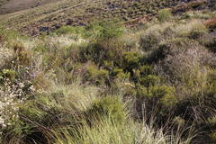 Agathosma foetidissima