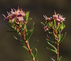 Agathosma foetidissima