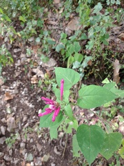 Salvia involucrata