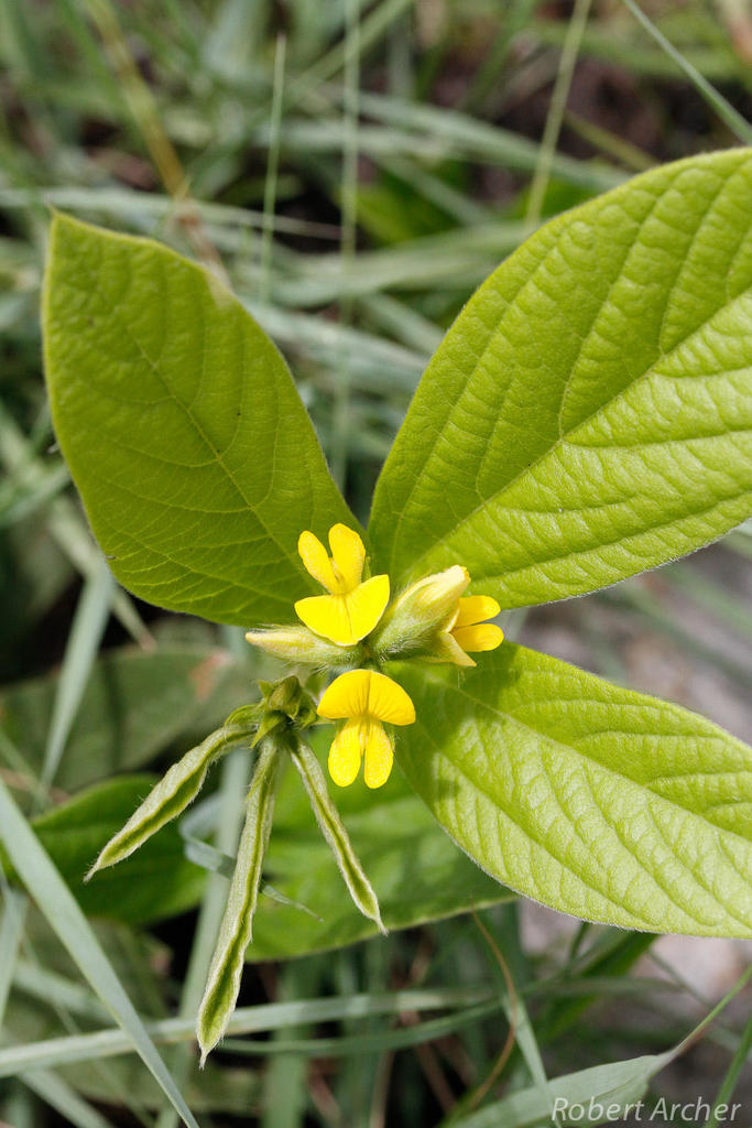 Elliptic Eriosema