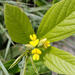 Eriosema ellipticifolium - Photo (c) Robert Archer, algunos derechos reservados (CC BY-NC), subido por Robert Archer
