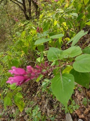 Salvia involucrata