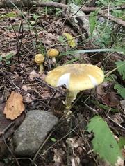 Amanita levistriata
