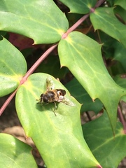 Eristalis tenax
