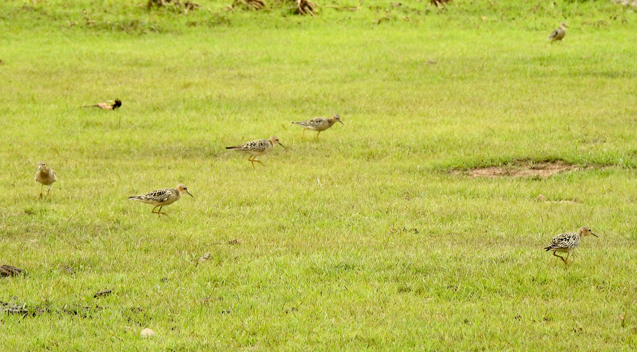 Buff-breasted Sandpiper
