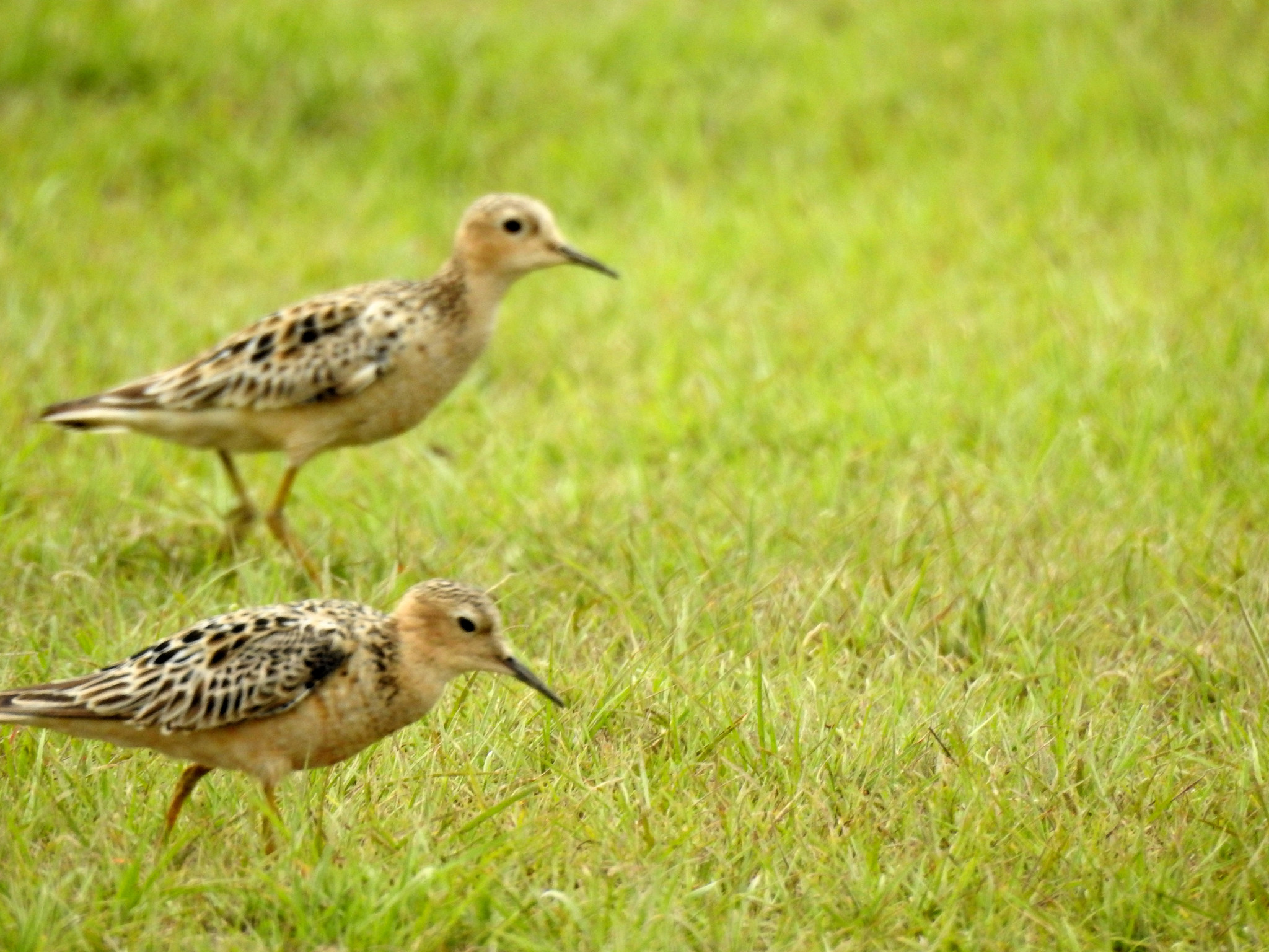 Buff-breasted Sandpiper