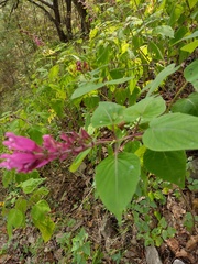 Salvia involucrata