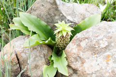 Eucomis montana