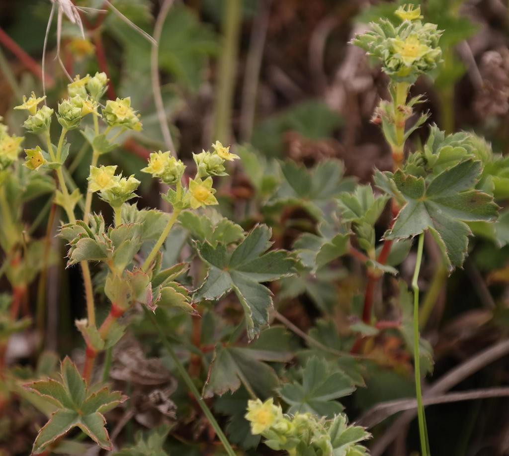 Alchemilla elongata