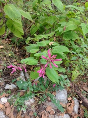 Salvia involucrata
