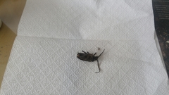 Prionus insularis
