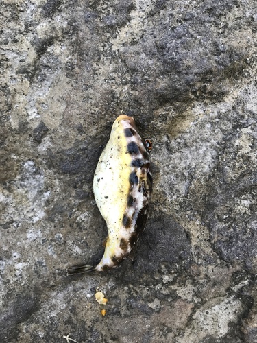 Photo of Guinean puffer (Sphoeroides marmoratus)