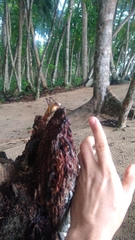 Ischnomela pulchripennis