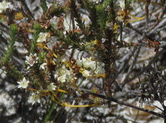 Cuscuta angulata