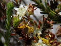 Cuscuta angulata