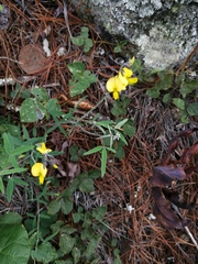 Crotalaria mollicula