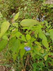 Salvia connivens