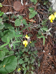 Crotalaria mollicula