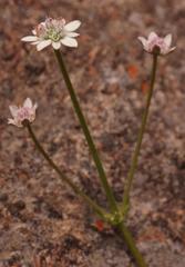 Alepidea multisecta