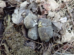 Ascobolus lineolatus