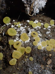 Ascobolus lineolatus