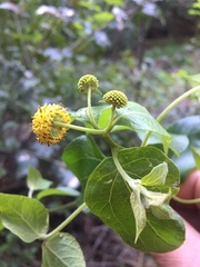 Podanthus ovatifolius