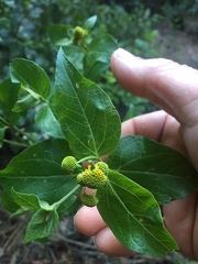 Podanthus ovatifolius