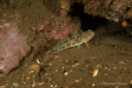 Gobius couchi